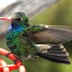 Broad-billed Hummingbird